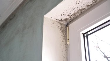 Mold growth. Mould spores thrive on moisture. Mold spores can quickly grow into colonies when exposed to water