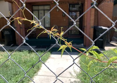 Vine growing across chain link fence