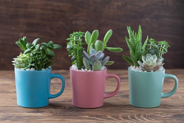 Easy handmade home decoration with succulents in colourful mugs