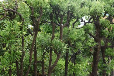 Yew plum pine ( Podocarpus macrophyllus) leaves and berries.