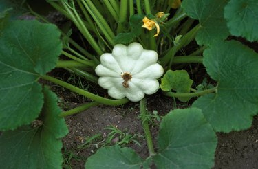 Custard Marrow or Custard Squash, cucurbita pepo, Gourd in the Garden