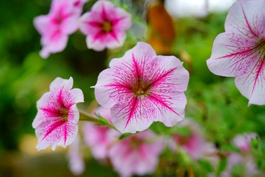 Close-up Pink Petunia Flower