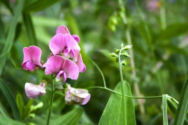 Lathyrus sylvestris, the flat pea or narrow-leaved everlasting-pea flowers