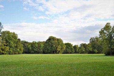 Trees in the park in autumn against the blue sky