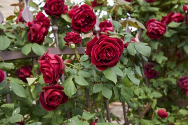 How to Grow and Care for Roses