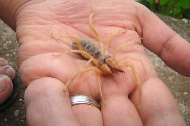 Person holding a camel spider.