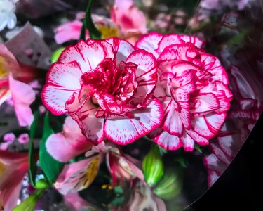 Carnation, clove pink, Dianthus caryophyllus