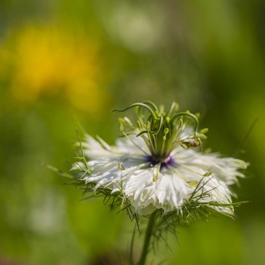 cumin flower black on a blurred green background.