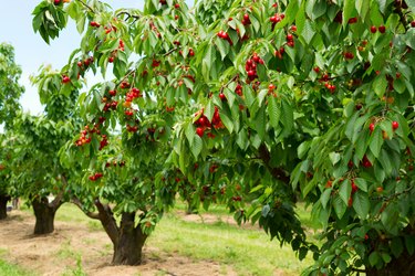 4 Fruit Trees That Grow Well in Minnesota | Hunker