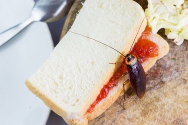 The problem in the house because of cockroaches living in the kitchen.Cockroach eating whole wheat bread on white background(Isolated background). Cockroaches are carriers of the disease.