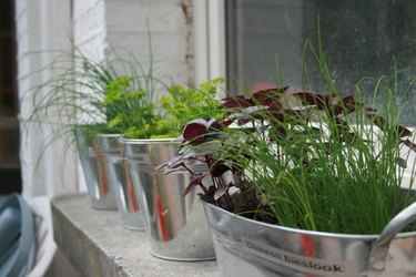 Herbs on a window sill