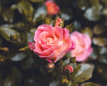 Close-up of a pink hybrid tea rose in a garden, perfect for wallpapers and backgrounds