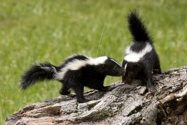 Young skunks playing on a log.