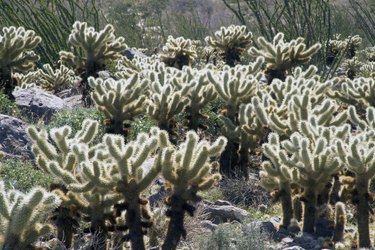 Types of Arizona Cactus | Hunker