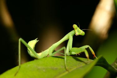 Mantis on Leaf