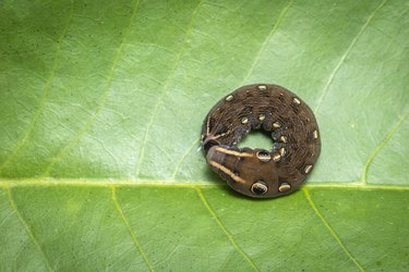 Image of brown caterpillar on green leaf. Brown worm. Insect. Animal.