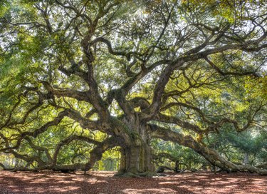 How to Kill Ants Attacking an Oak Tree | Hunker