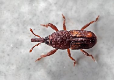 Macro Photo of Rice Weevil or Sitophilus oryzae on The Floor