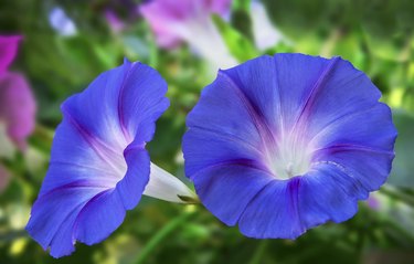 Close-Up Of Blue Morning Glories Blooming Outdoors