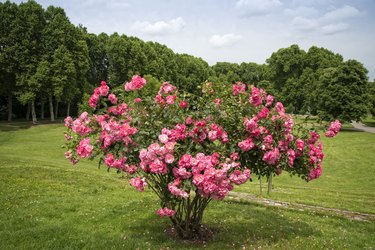 Are knockout roses cheap poisonous to dogs