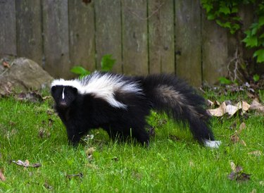 Skunk 2024 spray yellow