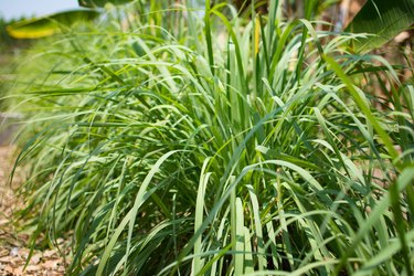 Does Lemon Grass Repel Mosquitoes? | Hunker