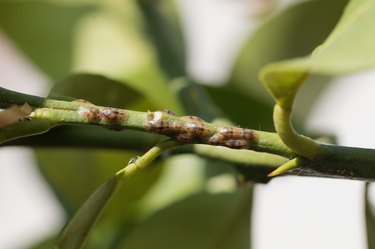 Scale insects on a stem of a lemon tree