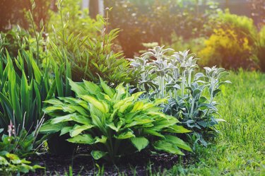 Stachys byzantina (Lamb Ears) planted in flowerbed with hostas and other perennial in summer garden. Plants with silver foliage in landscape design