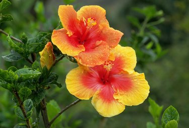 Dew-Covered Yellow and Red Hibiscus Flowers