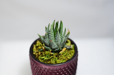 Zebra Plant Haworthia