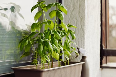 Fresh fragrant basil growing in a container on windowsill