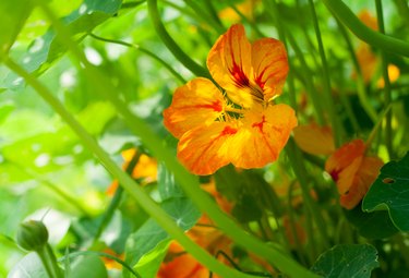 Nasturtium orange and yellow flower with leaves illuminated by sunlight