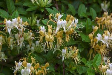 How to Grow Honeysuckle in Pots | Hunker