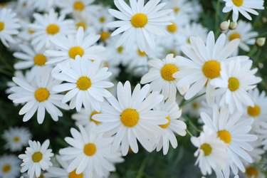 Closeup of white daisy flowers.