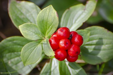 wild American ginseng, Panax quinquefolius, with ripe fruit