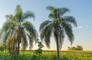 Syagrus romanzoffiana palm tree