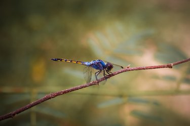 Dragonfly perched on a branch in nature.