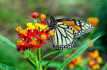 Plants That Attract Butterflies | Hunker