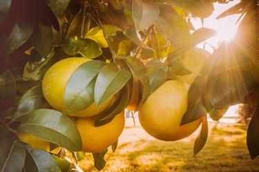 Close-up of citrus (grapefruit) on a tree and sun shining through the leaves