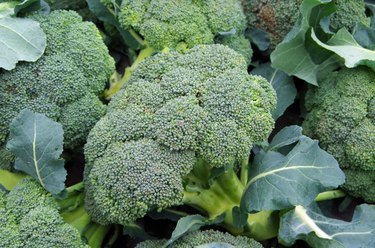 Farm fresh broccoli heads