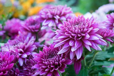 Close up Soft purple Chrysanthemum flowers nature