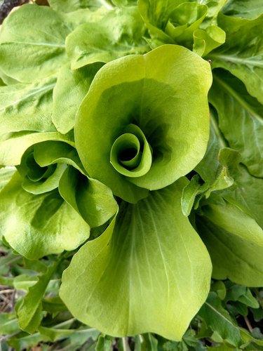 Salad Endives Cichorium Endivia after Winter in early Spring in Organic Garden