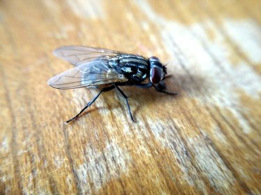 Close-Up Of Housefly On Table