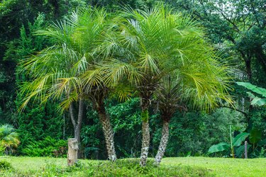 How Fast Does a Pygmy Date Palm Grow? | Hunker