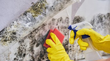 Housekeeper's Hand With Glove Cleaning Mold From Wall With Sponge And Spray Bottle