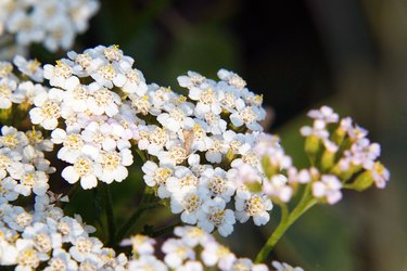 White meadow flower yarrow on natural background