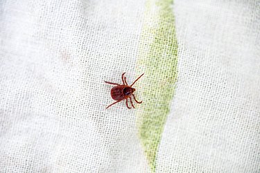 How to Get Rid of Chiggers in the Yard | Hunker
