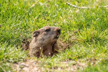 How to Use Epsom Salts to Keep Woodchucks Away From a Vegetable Garden