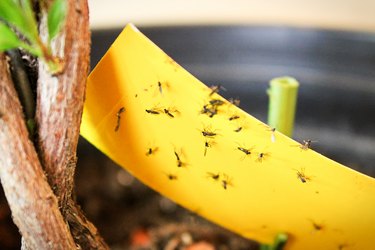 What are sticky bug traps? How effective are sticky bug traps?