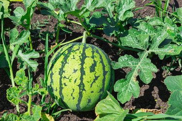 When Is a Crimson Sweet Watermelon Ripe? | Hunker